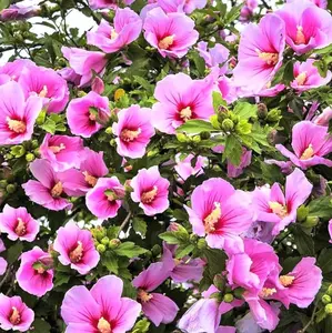Althea Rose of Sharon Plant Live 6-13 Inc Tall, Hibiscus Syriacus Flowers Rose of Sharon Bush Shrub, in Pot (Pink)