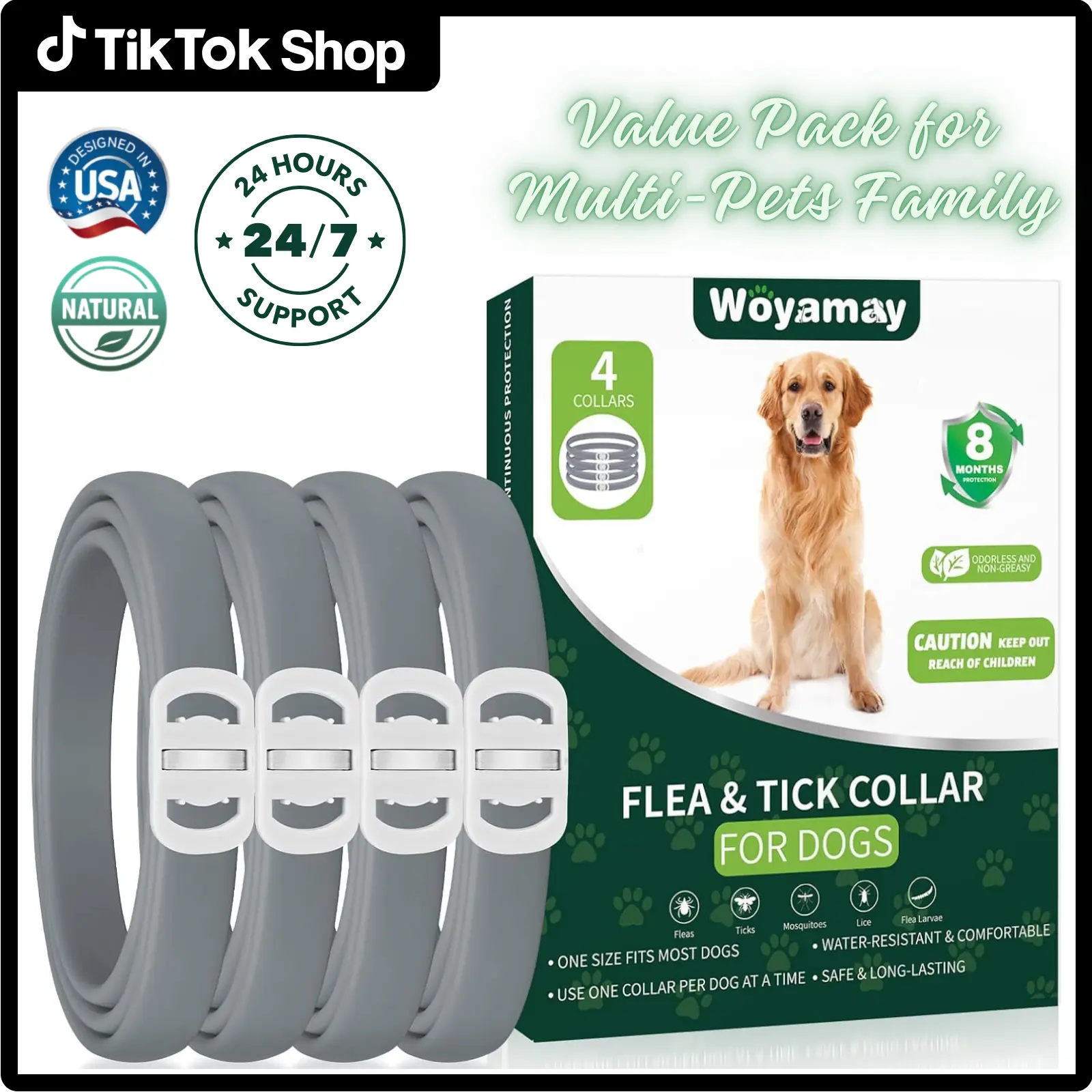 Grey Dog Collar Silver Buckle