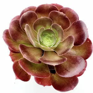 Aeonium 'Blushing Beauty'