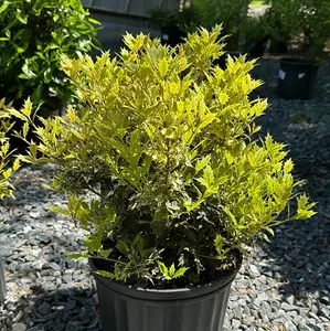 Osmanthus 'Goshiki'