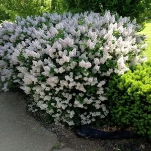 50+ Rare Early Lilac Bush Syringa Oblata Seeds - Fragrant French Lilac Flower Garden Seeds for Planting