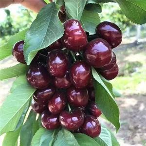 Black Cherry Fruit Tree Live Plant Seedling - Prunus serotina,Great for Home and Garden Yards Planting