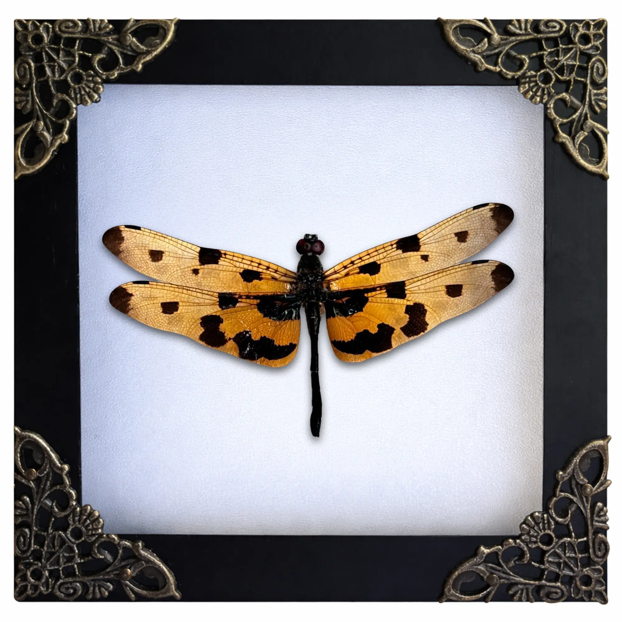 Real Yellow Dragonfly Specimen 4.7" Framed Insect Taxidermy K12-100-DO | Preserved Insect Collectible, Oddities & Curiosities, Gothic Entomology Decor, Gift for Nature Lovers and Collectors