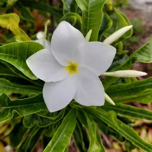 Plumeria Pudica variegata, Snow Bridal Bouquet - White Arrow Leaf- Frangipani