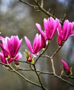 Jane Magnolia Tree, 6-12 Inch Magnolia Trees Live Plants for Planting Outdoor, 2.5 Inch Pot Fragrant Purple Pink Flowers Plant, Dormant in Winter