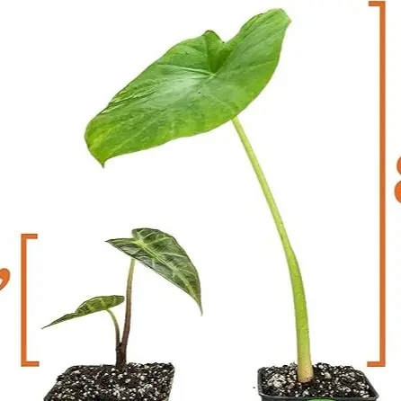 buy pineapple plant perth Pineapple Plant main image 0