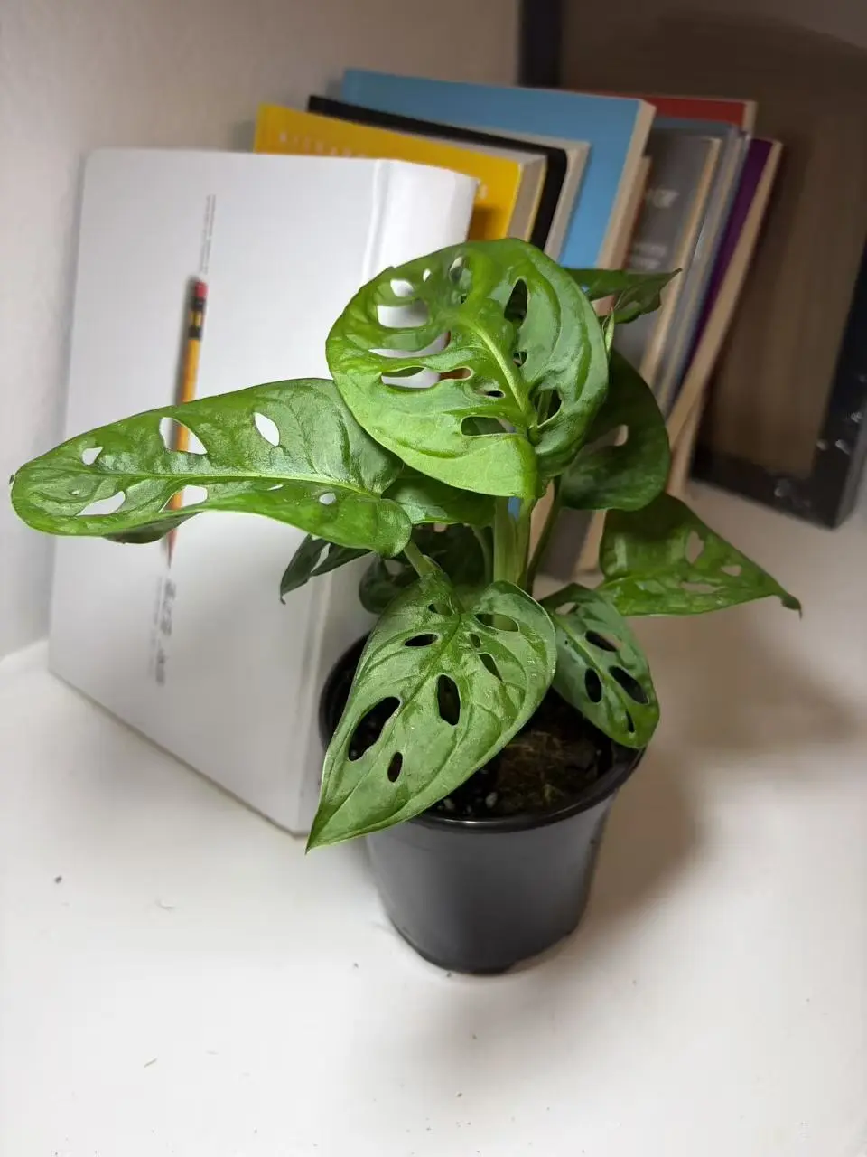 RZ-32   Monstera Adansonii Live Plant – 4 Inch Pot Swiss Cheese Vine Indoor Houseplant | Decorative Hole Leaf Trailing Plant for Home & Office | Beginner Friendly Indoor Gardening Plant | Natural Tropical Vining Plant collector rare garden