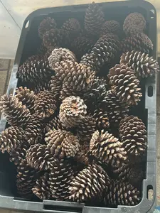 Natural Pine Cones for Arts, Crafts & Holiday Decorations