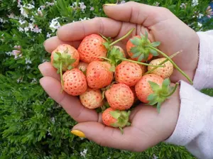 "Flamingo" Pink Strawberry