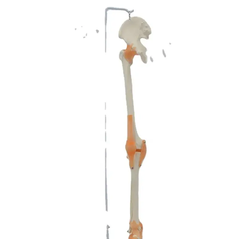 Hanging Human Leg Bone Model with Ligaments
