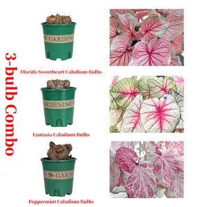 Premium 3 Caladium Bulbs Pack, Florida Sweetheart Fantasy Peppermint Mint, Vibrant Variegated Tropical Foliage, Low Effort Ornamental Houseplant, Stylish Decor for Indoor Room Patio American Home Scenery