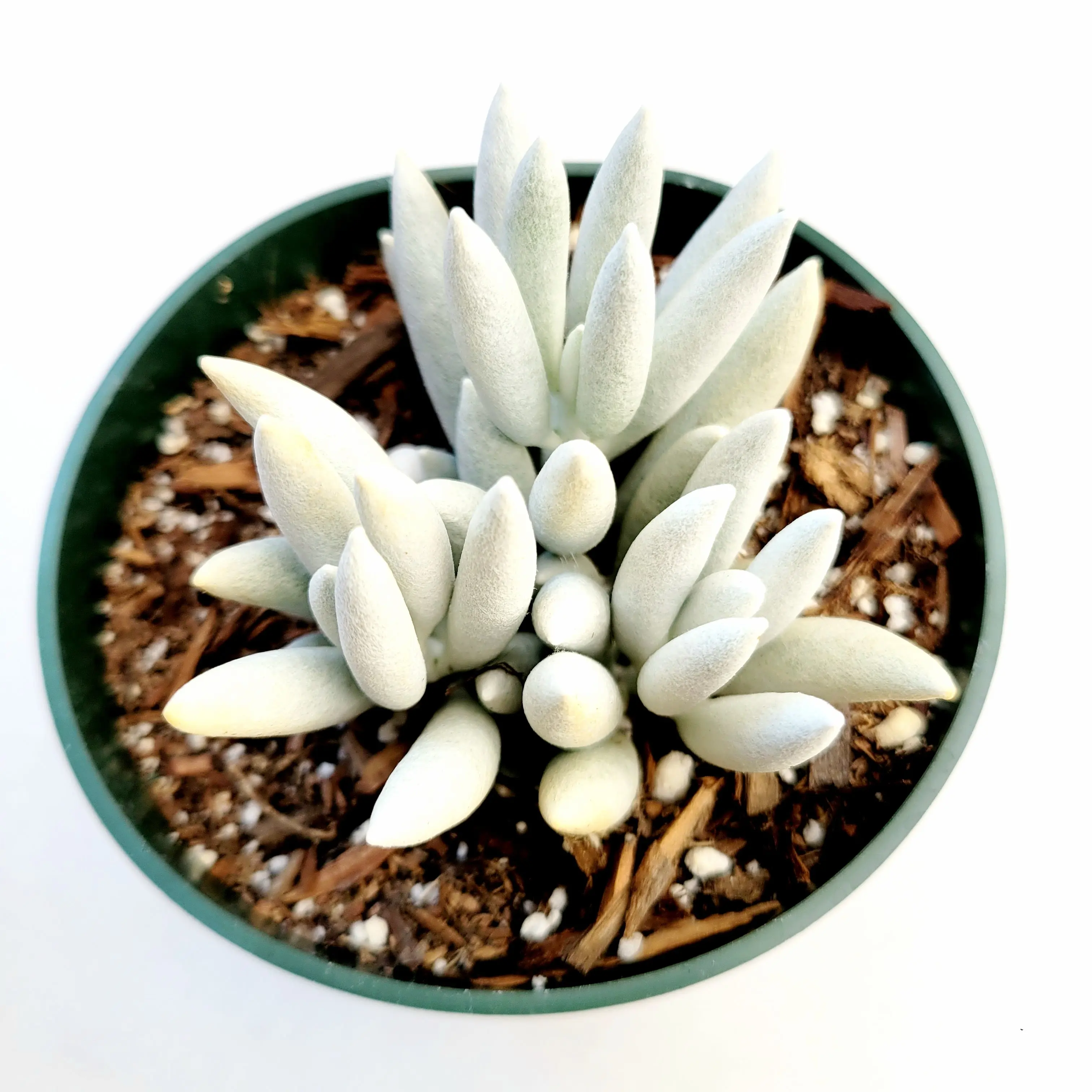 Senecio haworthii 'Cocoon Plant' - TikTok Shop