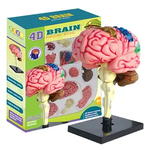 DIY Assemble Human Brain Model, Mini Brain Puzzle Toy, Realistic Details, Teaching Aid, Stem Education, Suitable for Ages 8+, Fun Learning Gift