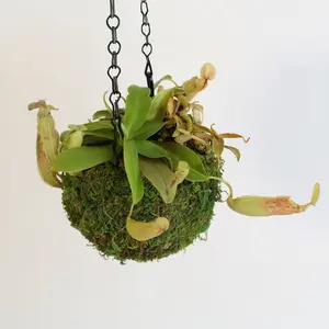 Nepenthes Sanguinea Carnivorous Pitcher Plant