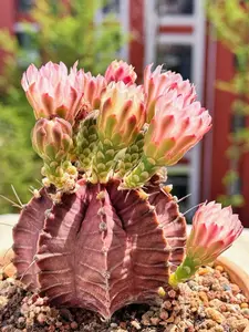 The Cactus Easy to Grow and Bloom with Its Own Spine Chain - Plant Description Referenced Only