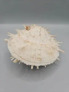 Vintage Spondylus Shell – 4.5" x 4.8" x 2" Natural Ocean Collectible