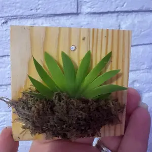 Psygmorchis pusilla miniature  orchid