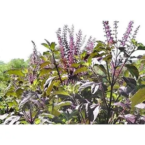 Red Leaf Holy Basil Heirloom Seeds