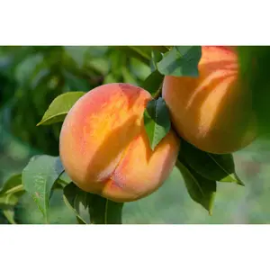 3 Fay Elberta Yellow Heirloom Peach Tree Scions, Cuttings, Scionwood