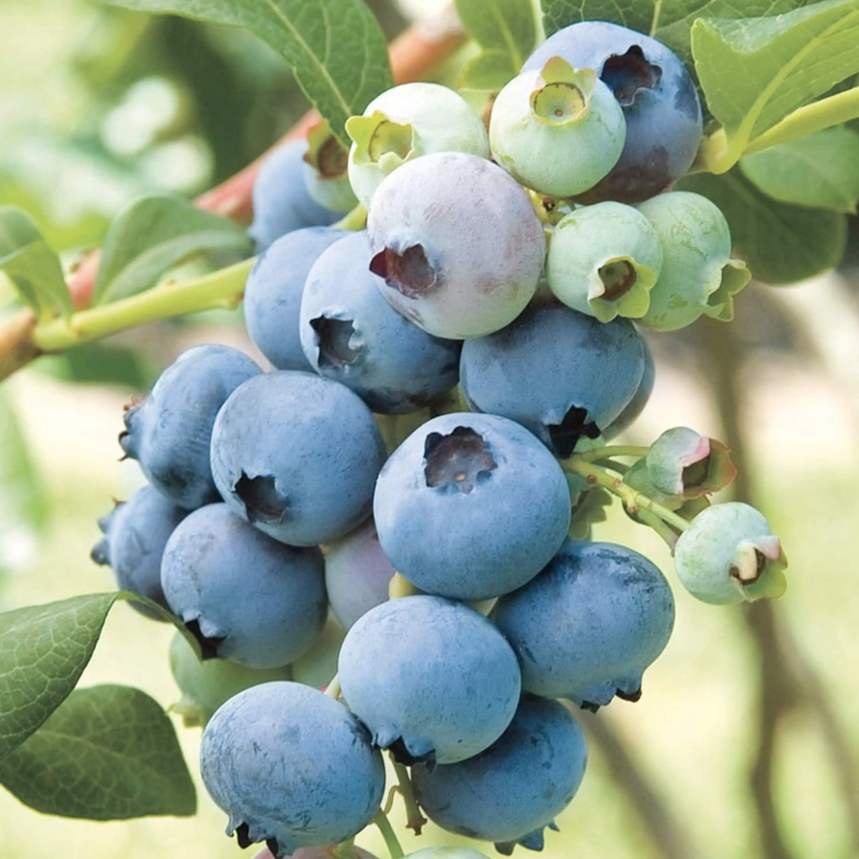 Blueberry Highbush Seeds - Perennial Organic Blueberry Seeds Blueberry Highbush Seeds - Perennial Organic Blueberry Seeds