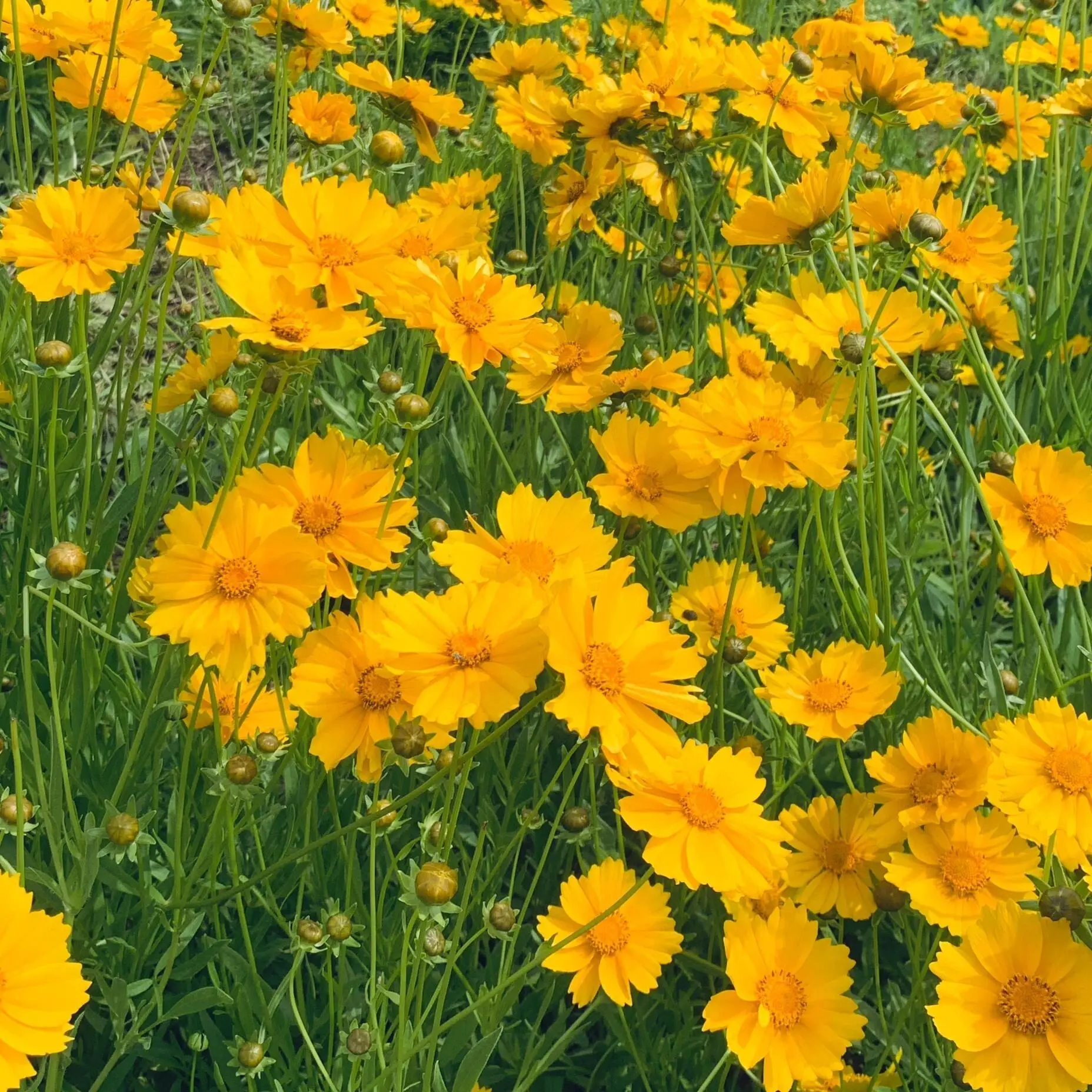 300 Coreopsis Seeds for Planting – Suitable for Outdoor Gardens, Yard Landscaping & Flower Borders – High Volume Flower Seed Pack – Seeds Only, No Live Plants Included