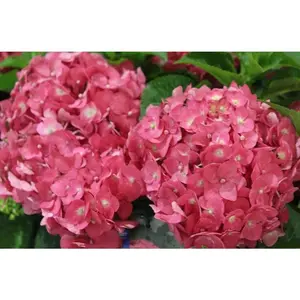 Green River 5 Endless Summer Hydrangea Seeds - Perennial Flower Seed Pack, Non-GMO, Ornamental Garden, Long-Lasting Summer Blossoms