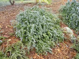 Creeping Rosemary ‘Prostratus’ Live Plant - Beautiful Trailing Culinary Rosemary