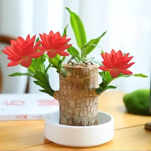 Brazilian Lucky Wood Plant in Ceramic Pot with Magical Doll – A Unique Symbol of Fortune and Friendship
