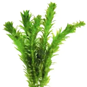 Anacharis Elodea Densa - Live Aquarium Pond Plants Bunch for a Beautiful Aquatic Garden 4 bunches