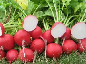 300+ Radish Seeds Cherry Belle Radish(Raphanus Sativus) Non-GMO Vegetable USA