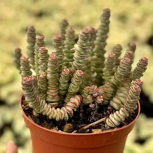Baby Necklace, Crassula Rupestris, Rare Succulent, Live Plant in 2", 4", 6" pot
