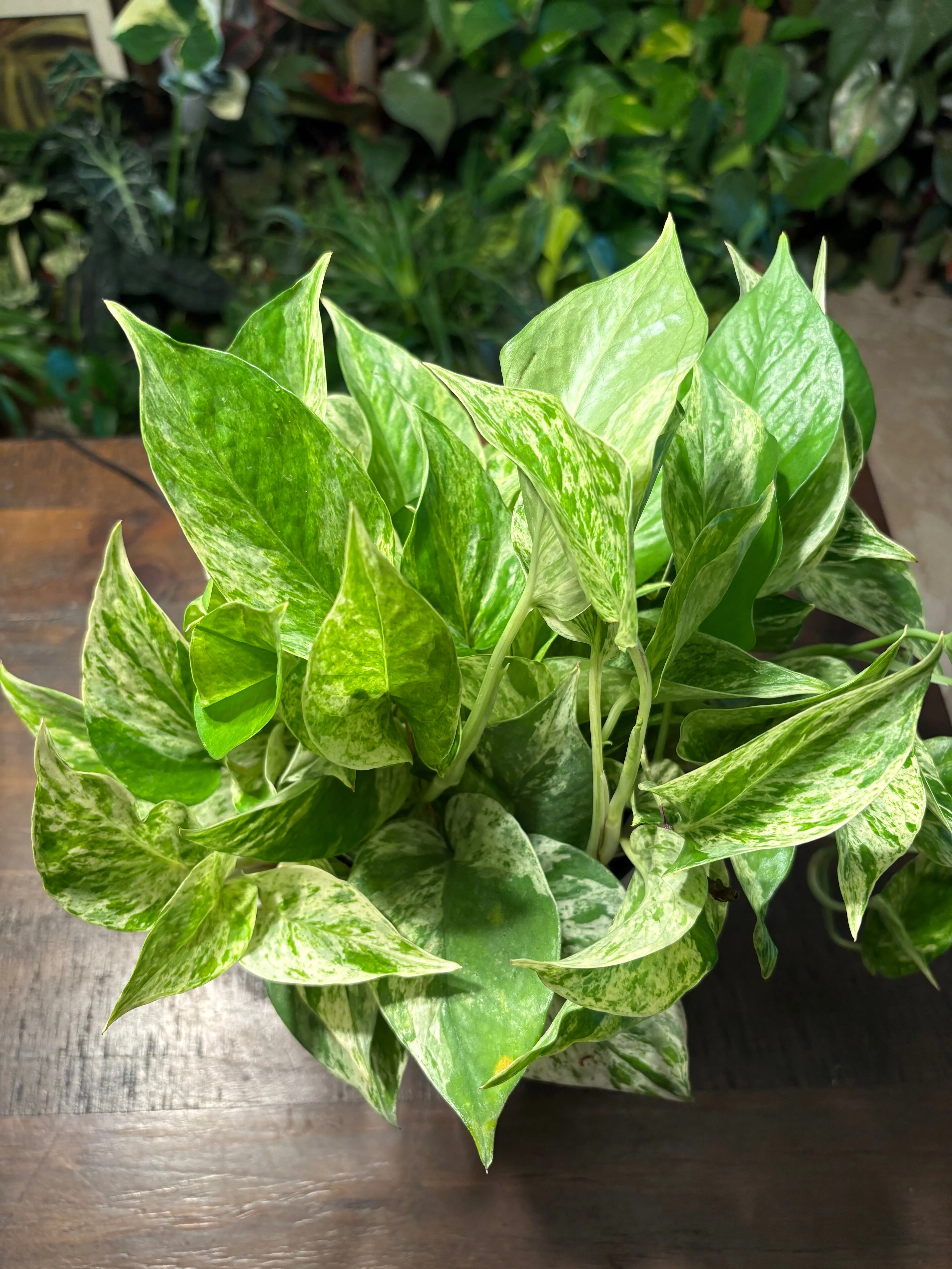 Pothos Marble Queen 6 inch