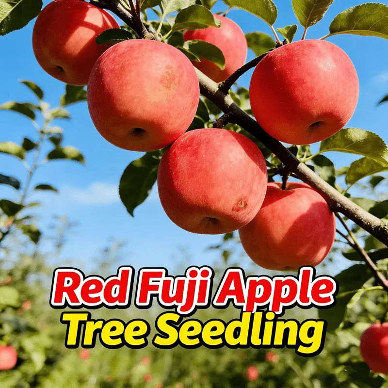 Malus Domestica Apple Tree Sapling, Live Fruit Tree Seedling, Home Backyard Patio Potted & Outdoor Garden Plant