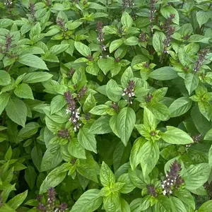 Thai Basil Seeds - Non-GMO - with Easy to Follow Planting Instructions