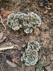 Maitake (Grifola frondosa) Mushroom Fruiting Logs