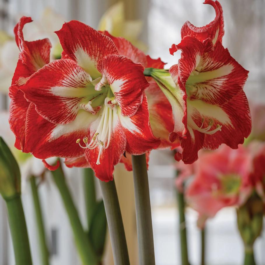 Hippeastrum Seeds – Stunning Amaryllis Flowers, Beginner-Friendly & Non-GMO, Easy to Grow for Garden, Pots, Indoor & Outdoor, Large Blooming Ornamental Flower, Perfect Gift for Garden Lovers