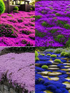 1000pcs Creeping Thyme Seeds for Planting, Ground Cover Herb Seeds Only, Not Live Plants