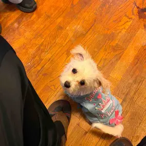 Small Princess Denim Pet Dog Jacket for Small Dogs, Cute Valentine's Day Clothes for Teddy, Bichon, Pomeranian, Shih Tzu and Poodle, Pet Coat #GLOBAL PICKS