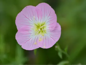 Showy Evening Primrose Flower Seed Pack Pinkladies Flowers Native Perennial Wildflower for Small Gardens - Flowering Plant Open Woodlands Meadow