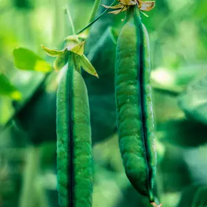 Organic Field Pea Seeds (Pisum sativum Horizon) – 150+ Seeds for Cover Crops, Soil Enrichment, and Edible Peas
