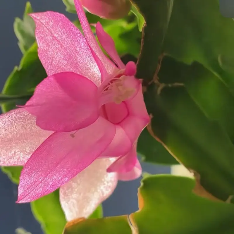 Mystery Cactus Seeds ~ 5 Seed ct. Vendor’s Choice