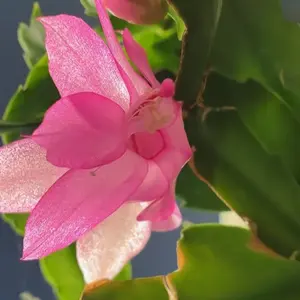 Mystery Cactus Seeds ~ 5 Seed ct. Vendor’s Choice