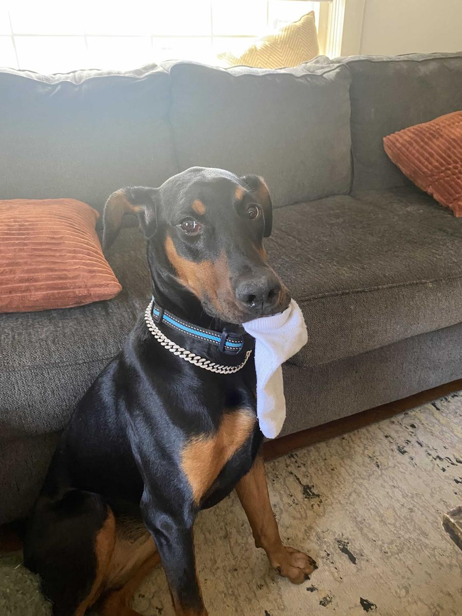 Item: Blue-1 remote control + 1 collar