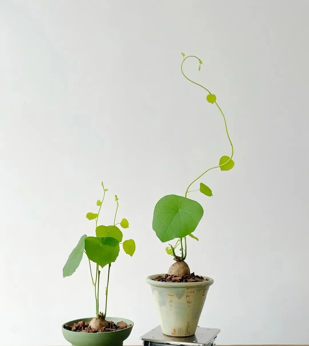 Stephania Erecta Live Bulb, Climbing Pachycaul Plant, Round-Leaf Vine for Indoor, Balcony Garden Decor