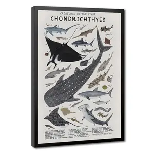 Vintage Sharks and Rays Taxonomy Canvas Wall Art, Eco-Friendly Material Chondrichthyes Chart Poster, Black Framed / Canvas Wrapped / Unframed, Marine Biology Room Decor Education Gift