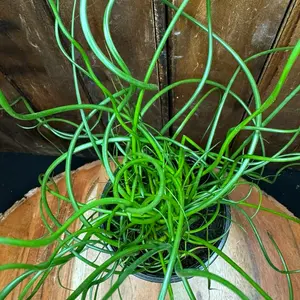 Juncus Effusus 4in Corkscrew Rush Spiralis