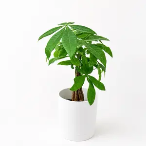 Money Tree Braid Plant 4” Pot | Low Maintenance Indoor House Plant | Lucky Pachira Aquatica | Easy Care Home Decor