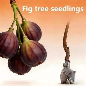 Heirloom Fig Tree Live Plant – Sweet Fruit Bearing Fig Tree Seedling, Non-GMO Hardy Perennial Fig Plant Starter for Outdoor Garden, Backyard Orchard, Fast Growing Dwarf Fig Tree for Patio Container Planting