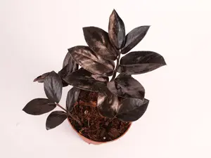 ZZ Black Queen 4” Potted Live Plant - Zamioculcas Zamiifolia - Rare Dark Foliage - Raven ZZ - Deep Purple to Black Leaves - Easy Care Houseplant - Tropical Gift - Unique Indoor Plant - Low Light Tolerant - Drought Resistant - Statement Greenery
