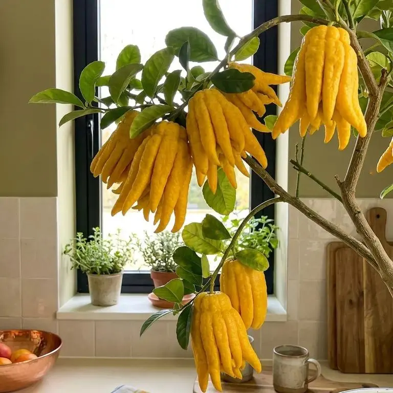 Buddha’s Hand Citrus Seeds – Easy-to-Grow Indoor & Outdoor Fruit Plant Seeds for Home Gardens, Garden Beds, Beginners, Basic Care, Unique Focal Point, Aromatic Touch